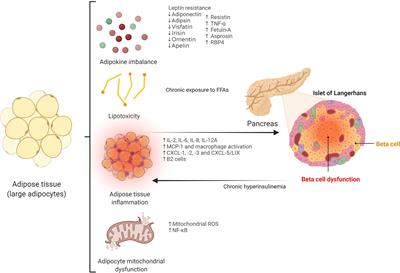 Role of the Gut Microbiome in Beta Cell and Adipose Tissue Crosstalk: A Review